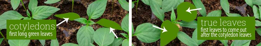 pepper-leaves