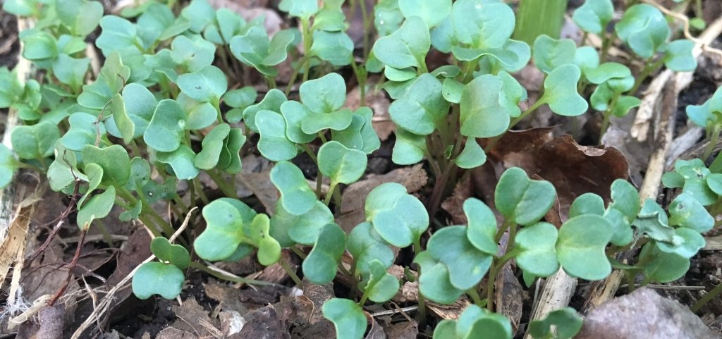 Kale seedlings | Tyrant Farms
