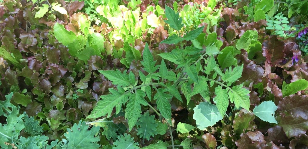 What is succession planting? Each season offers different succession planting opportunities. Here's a spring succession showing a young transplanted tomato plant growing out of an understory of lettuce. As the weather warms, the tomato plant will provide shade for the heat-sensitive lettuce, thus extending the lettuce growing season. Also, by densely sowing the lettuce seeds, we can thin out/harvest smaller lettuce plants to eat as
