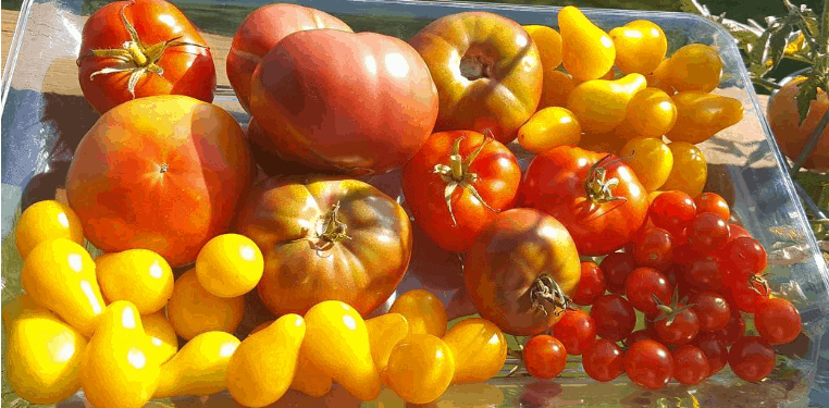 Is That Tomato Rotten Or Is It Safe to Eat?, Gardening Tips and How-To  Garden Guides