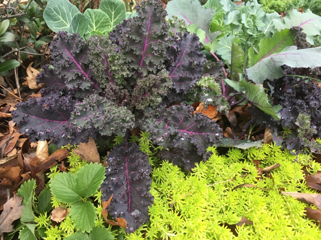 Scarlet kale looks stunning in a landscape, especially when planted next to contrasting colors