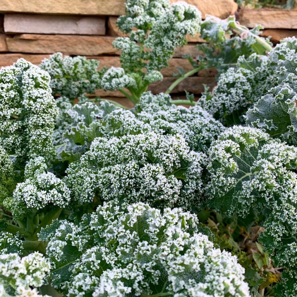 Some varieties of kale, like this Winterbor variety, is totally unaffected by frost - usually it actually makes the kale taste better!