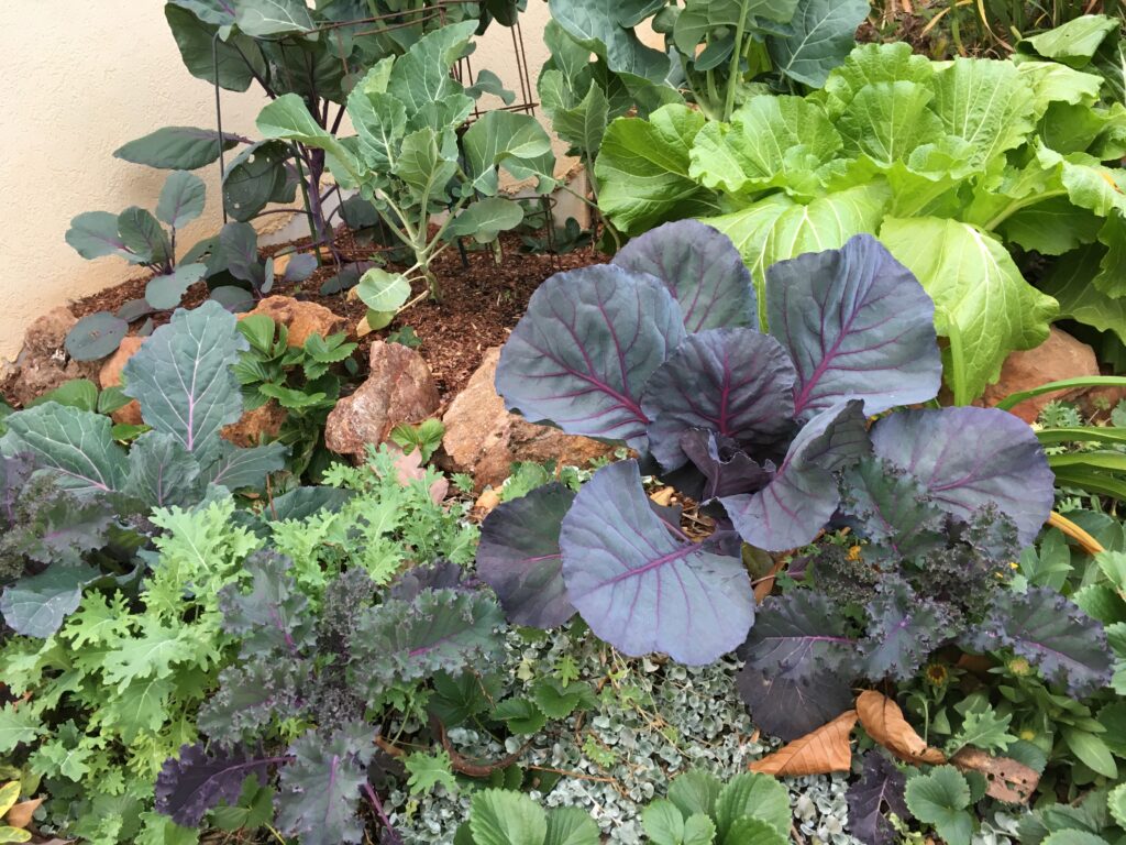 Cabbages and kales of varying shapes and sizes