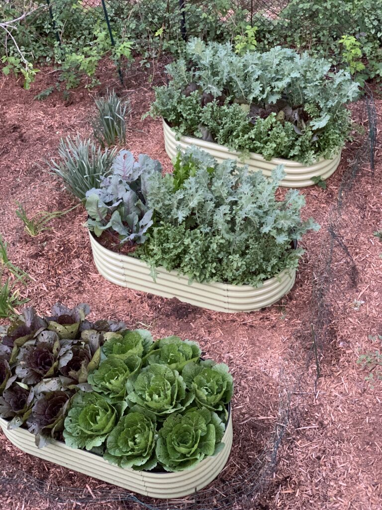 Kale happily growing in a raised bed amongst arugula, cabbage, and chicory.
