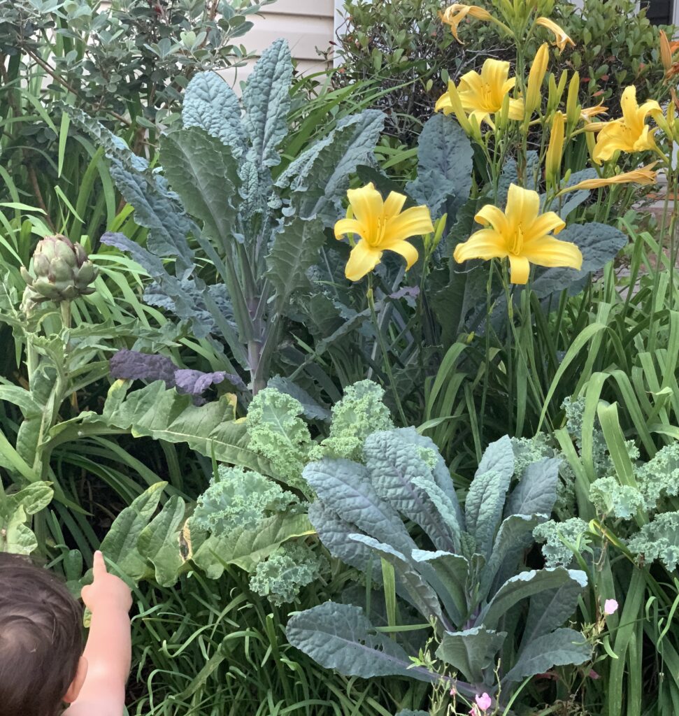 lacinato kale (tall narrow leaf), winterbor kale (short frilly leaves), garlic chives, and daylilies are all happily planted together.