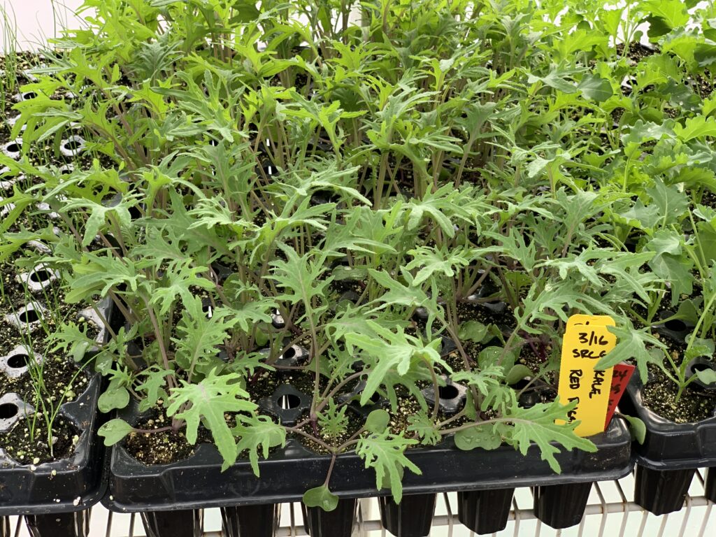 Healthy kale seedlings started indoors in cells