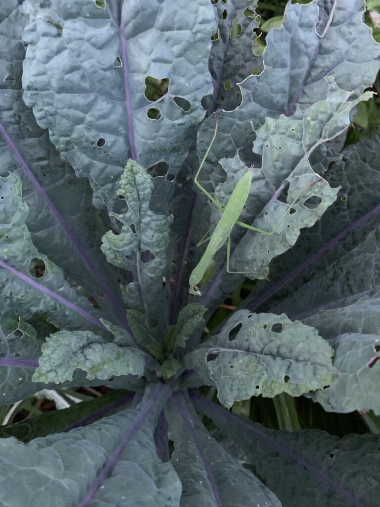 A Carolina preying mantis hunts for cabbage white caterpillars on one of our lacinato kale plants.