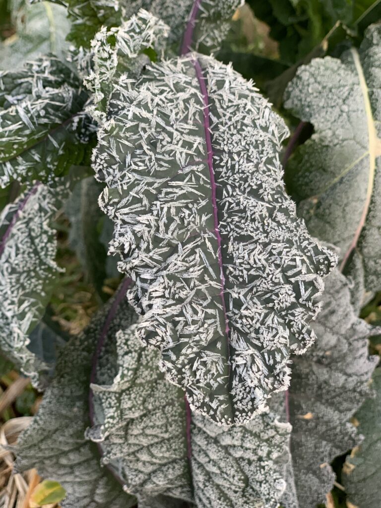 Dazzling blue kale isn't as cold hardy as some of its Siberian cousins, but this 'Dazzling Blue' takes a frost nicely