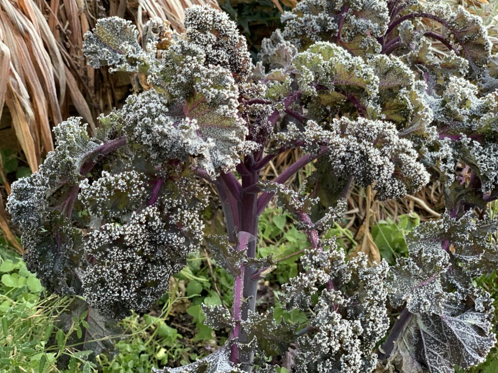Red frilly kale is coved in ice crystals after a frost