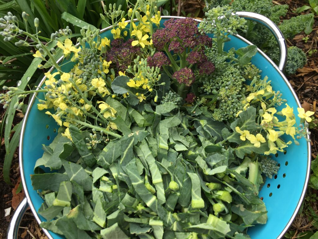 Purple sprouting broccoli, green broccoli, broccoli that has flowered (yellow flowers), and chopped broccoli leaves fill a harvest bowl.