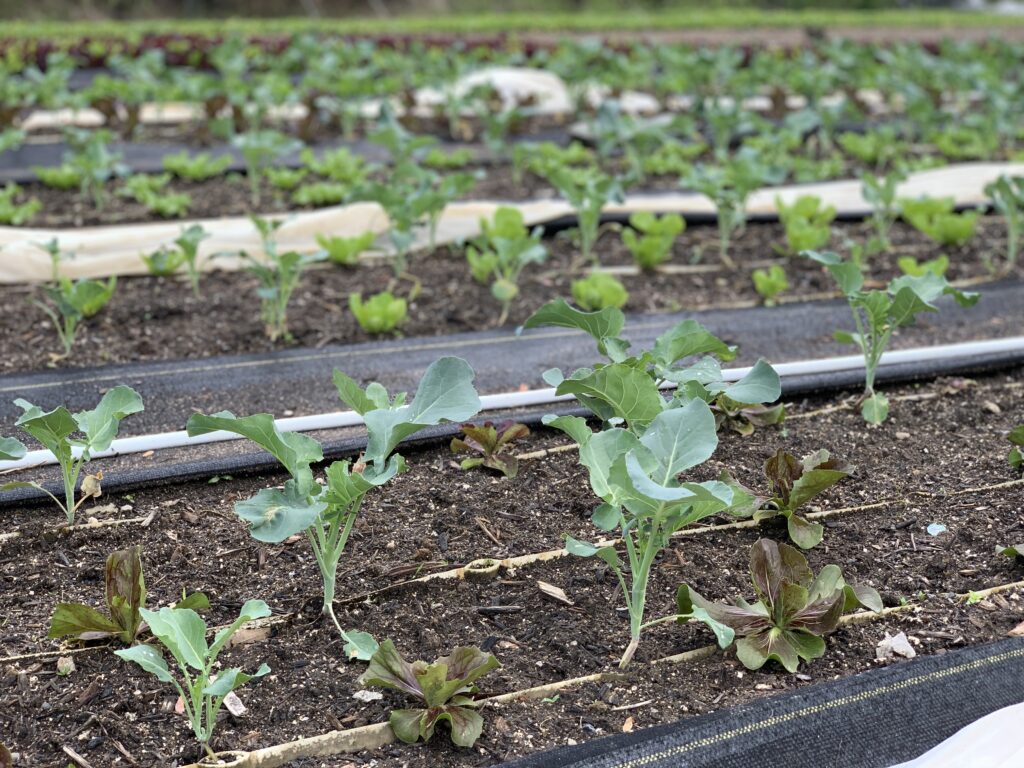 broccoli transplants in a row