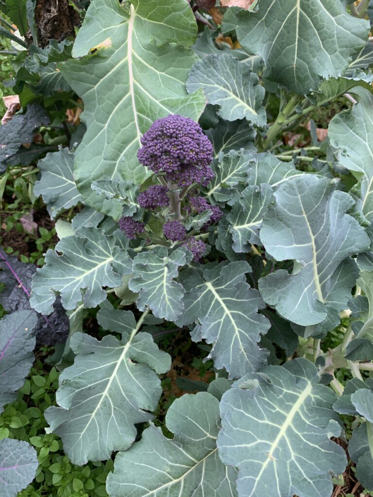 Purple sprouting broccoli is gorgeous in the landscape