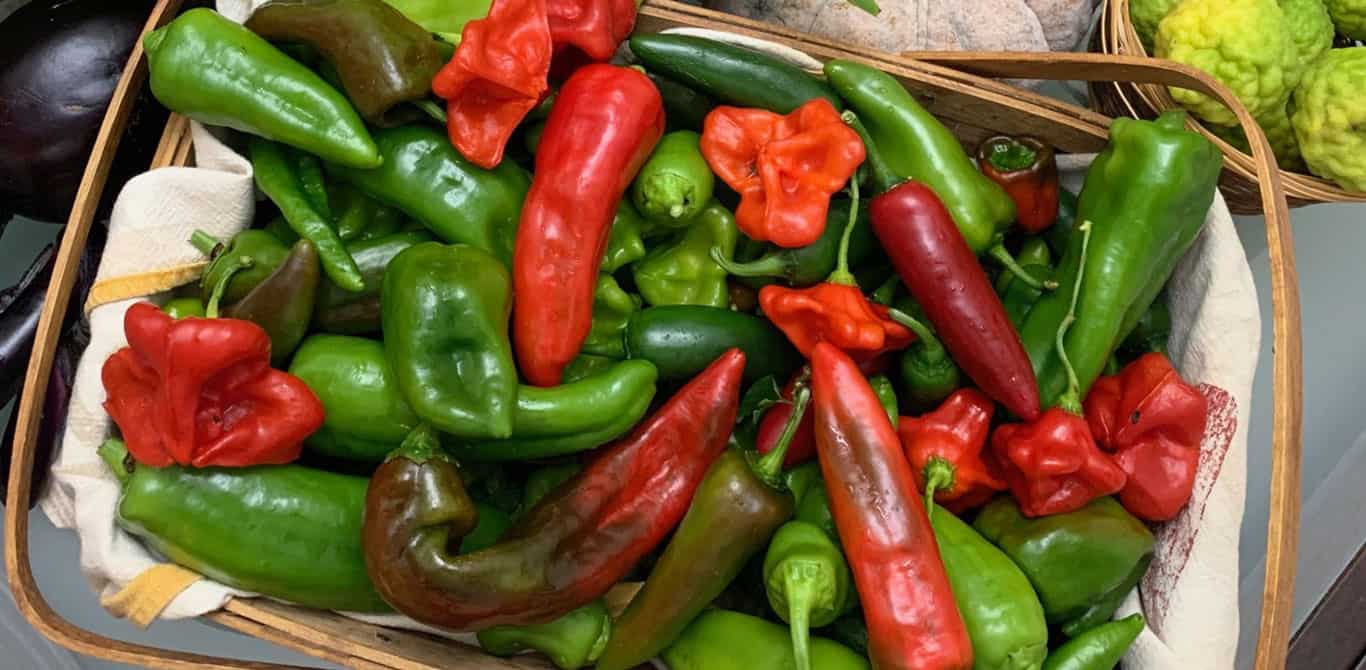 pepper tips article
